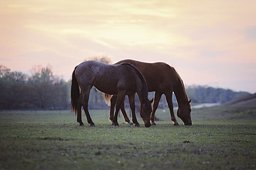 马,放牧,黄昏,靠近,德克萨斯,美国