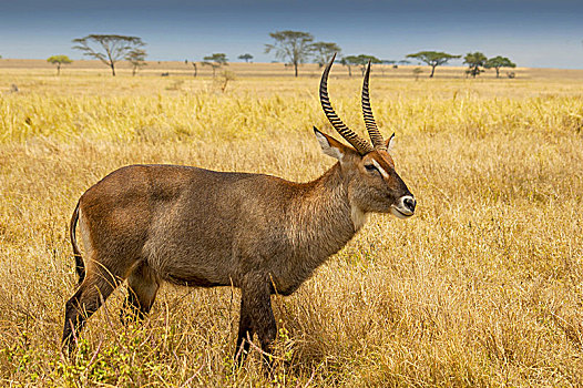 雄性,水羚,大,羚羊,非洲撒哈拉以南地区