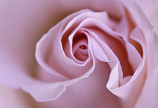玫瑰,盛开,粉色,特写,花,花冠,花瓣,蔷薇科,饲养,概念,气味,芳香,漂亮,情色,美感,美景,优雅