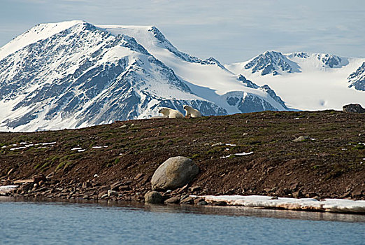 挪威,斯瓦尔巴群岛,斯匹次卑尔根岛,北极熊,母熊,幼兽,岛屿,海岸