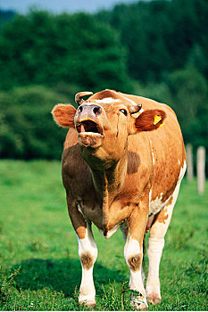 肖像,母牛