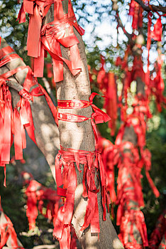 红丝带,树上