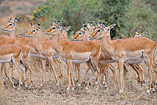 牧群,黑斑羚,羚羊,马赛马拉,肯尼亚,东非,非洲