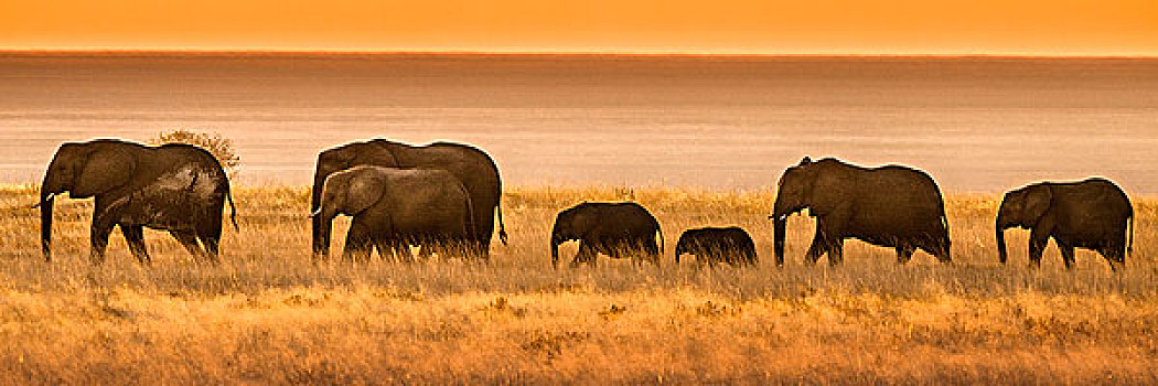 埃托沙国家公园,纳米比亚,非洲,大象,走,排列,日落