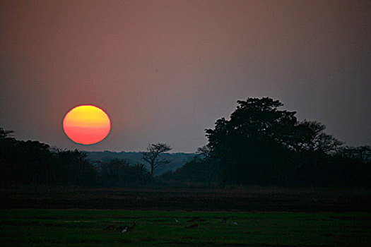 非洲,日落,国家公园,赞比亚