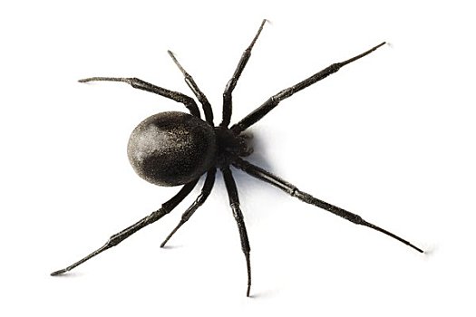黑色,鳏寡,蜘蛛