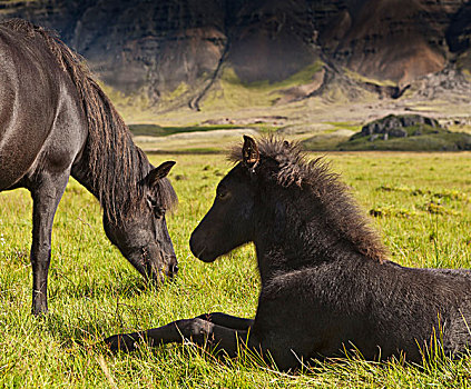 母马,小马,冰岛