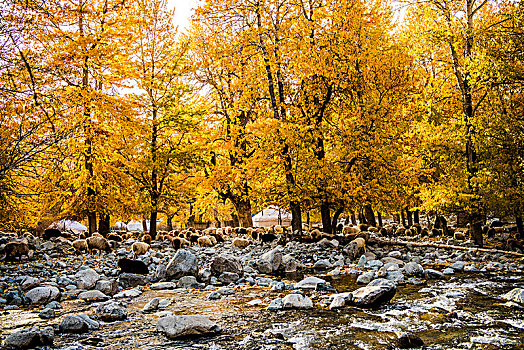 新疆,树林,秋色,黄叶,河水,羊群