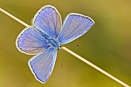 普通,蓝色,蓝灰蝶,北方,黑森州,德国,欧洲