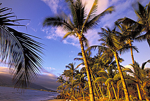 美国,夏威夷,毛伊岛,海滩,夜光,棕榈树