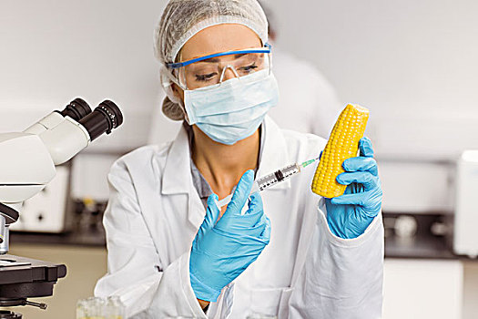 食物,科学家,注射,玉米棒