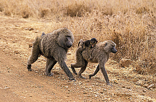 东非狒狒,雄性,女性,小路,马赛马拉,公园,肯尼亚
