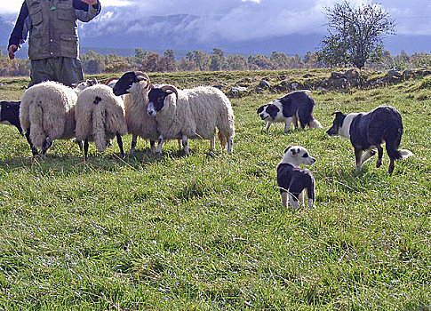 苏格兰,高地,牧羊犬,动作,国家公园