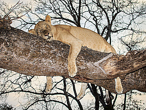 雌狮,狮子,休息,树,南卢安瓜国家公园,赞比亚,非洲