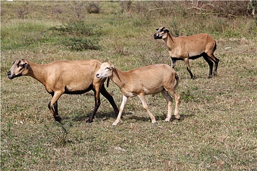 褐色,绵羊,安提瓜岛,巴布达岛