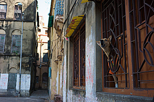 狗,吠叫,窗户,加尔各答,西孟加拉,印度