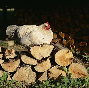 母鸡,农场,瑞典