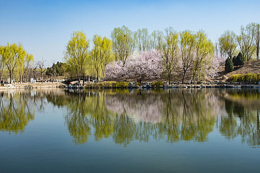 春天,桃花,圆明园