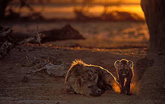 斑鬣狗,成年,女性,幼兽,卡拉哈迪大羚羊国家公园,卡拉哈里沙漠,南非,非洲