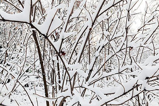 树,遮盖,雪