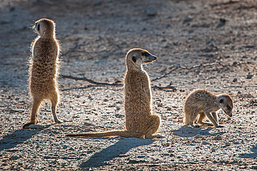 猫鼬,暸望,幼仔,卡拉哈迪大羚羊国家公园,北开普,南非,非洲