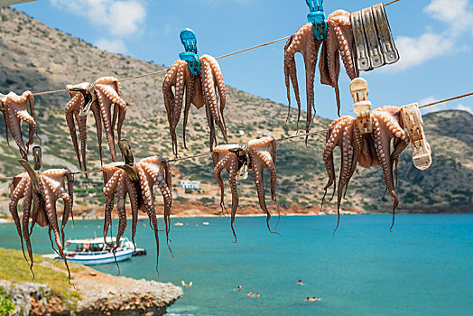 章鱼,向上,弄干,晾衣绳,布拉卡区,海滩,克里特岛,希腊,欧洲