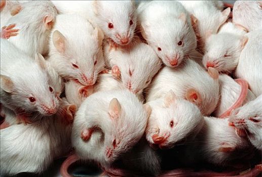 实验室,小鼠,部落,三个,星期,老,年轻,两个,不同,母兽,相同,棍,一起,清洁,毛皮