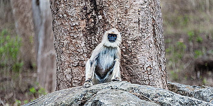灰色,叶猴,坐,石头,野生动物,保护区,泰米尔纳德邦,印度,亚洲