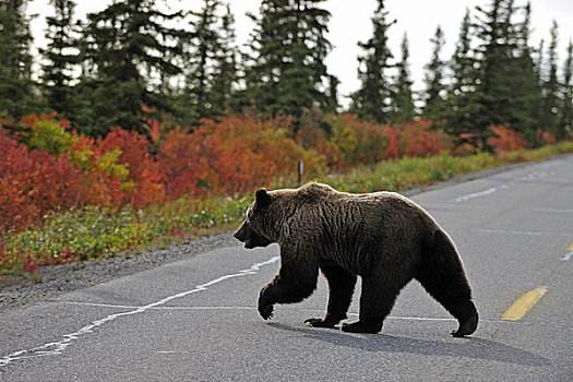 成年,大灰熊,穿过,公园,道路,德纳里峰国家公园,秋天