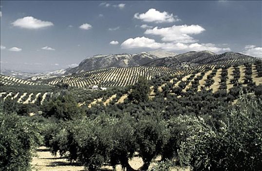 橄榄林,西班牙