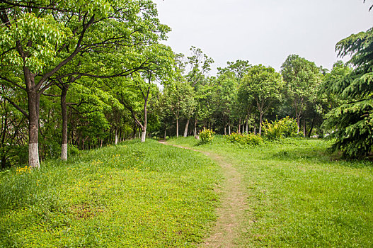 夏季公园中的草地和树木景观
