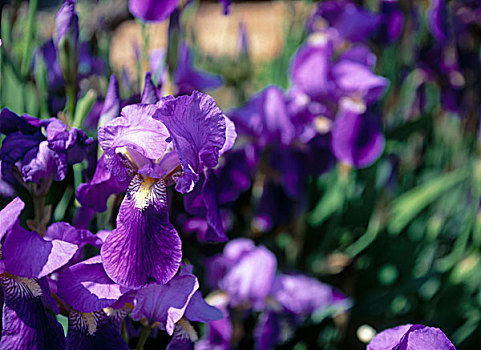 紫色,虹膜,鸢尾,花,盛开,场地,土地