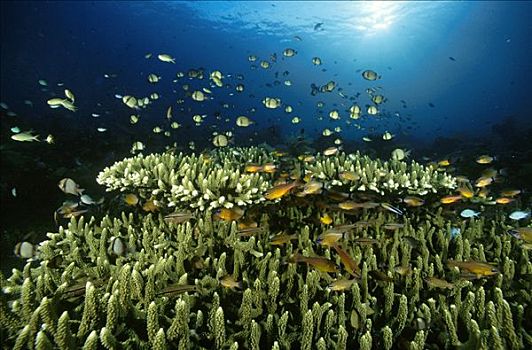 小,珊瑚鱼,网纹状,几个,种类,悬空,生物群,印度尼西亚