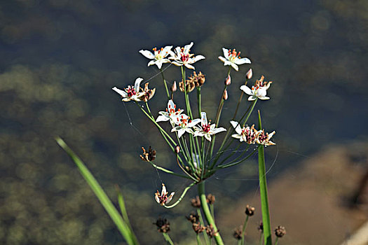 花蔺