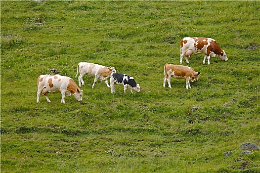 母牛,放牧,山坡