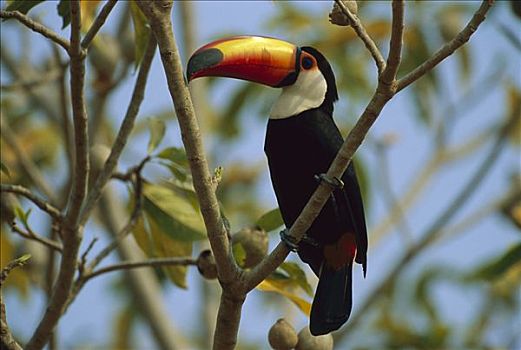 托哥巨嘴鸟,树上,潘塔纳尔,巴西