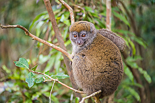madagascarlemur马达加斯加竹子狐猴在竹林里
