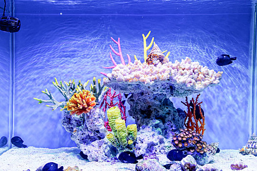 上海海昌海洋公园水母珊瑚
