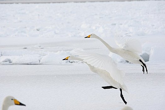 大天鹅