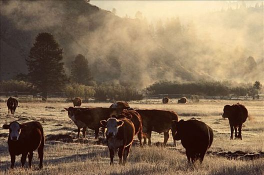 牛,模糊,地点,靠近,爱达荷,美国