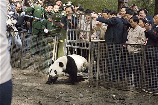 大熊猫,野生,大,一堆,看,卧龙自然保护区,中国