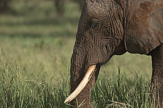 非洲,坦桑尼亚,塔兰吉雷国家公园,大象,非洲象