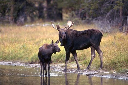 麋鹿,驼鹿,大台顿国家公园,怀俄明,美国