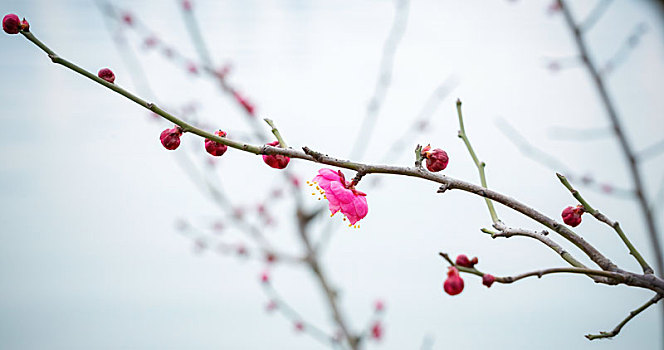 冬天公园凌寒绽放的梅花