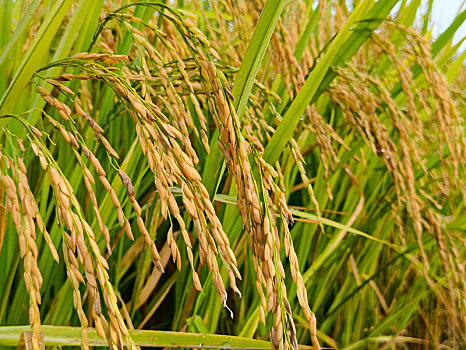 稻穗,高清稻米
