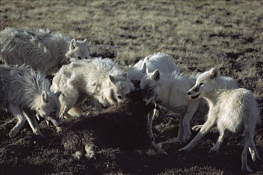北极狼,狼,麝牛,幼兽,艾利斯摩尔岛,加拿大