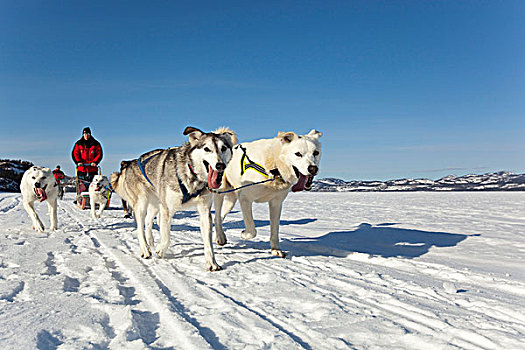 两个,领先,领着,狗,男人,跑,驾驶,狗拉雪橇,团队,雪橇狗,阿拉斯加,爱斯基摩犬,冰冻,育空地区,加拿大