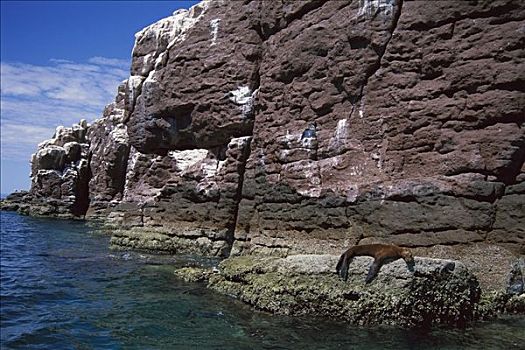 加州海狮,悬崖,北下加利福尼亚州,墨西哥
