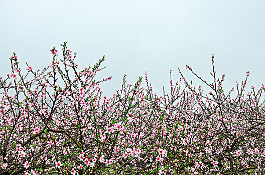 桃花景色