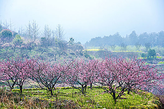 雾色田园